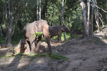 Chiang Mai elephant camp