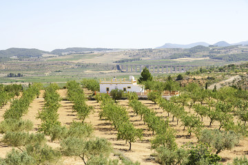 Campos de árboles frutales, Castilla-La Mancha, España