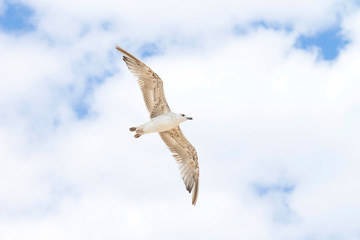 bird soaring in the blue sky