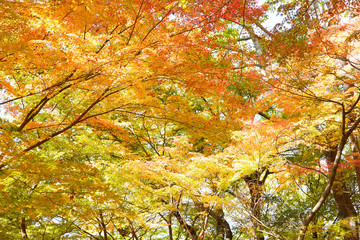 紅葉の風景