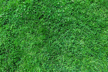 Close up of green grass texture 