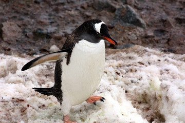 Eselspinguin