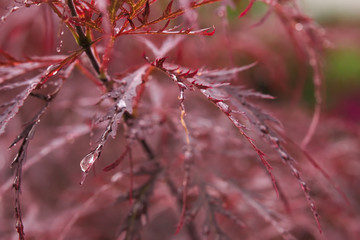 Close up of the Japanese maple (Acer palmatum), specifically the cultivar Dissectum or Matsumurae