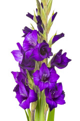 purple gladiolus flowers