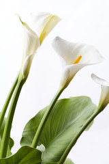 白背景のオランダカイウの花