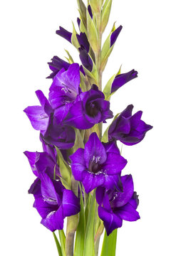 Purple Gladiolus Flowers