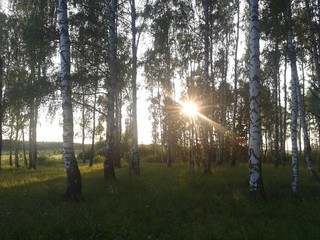 Sunset at the forest