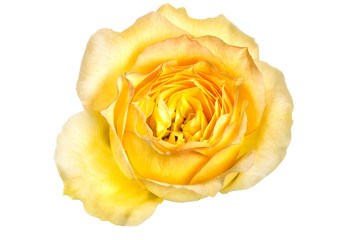  Yellow rose isolated on white for Valentine's day 