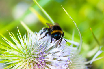 Bumblebee collecting pollen from flower of prickly weed macro