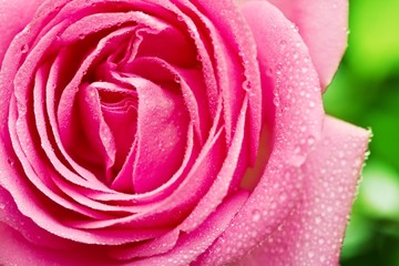 Fototapeta na wymiar Closeup of pink rose petails covered dew