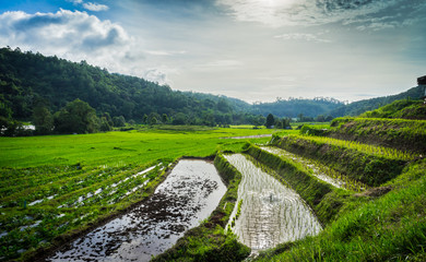 Rice terrace in Thailand