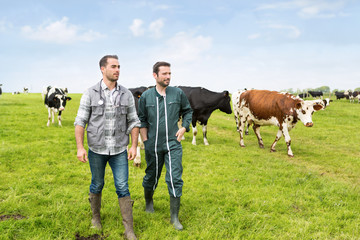 Farmer and veterinary working together in a masture with cows