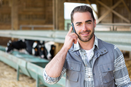 Young attractive farmer in a barn with calf on the background