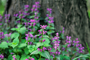 Fototapeta premium Purple wildflowers