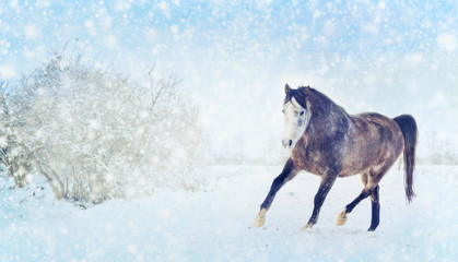 Fototapeta na wymiar Gray horse with winter fur running trot on snow nature background. Banner