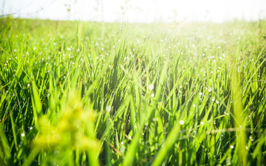 Green grass with drops of morning water. Beautiful summer background with bokeh and blurred background. Low depth of field.