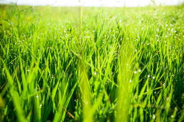Green grass with drops of morning water. Beautiful summer background with bokeh and blurred background. Low depth of field.