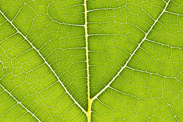 Texture of Leaf