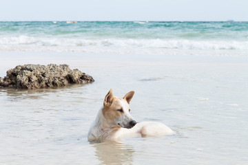 dog in  sea