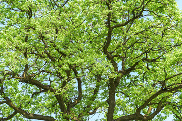 Green Tree Branches In Wood Forest