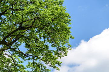 Green Tree Branches In Wood Forest