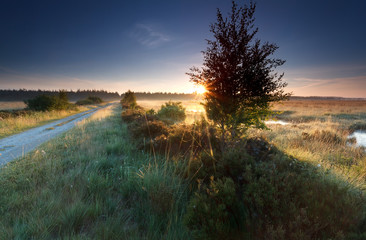 Fototapeta na wymiar misty sunrise on marsh in summer