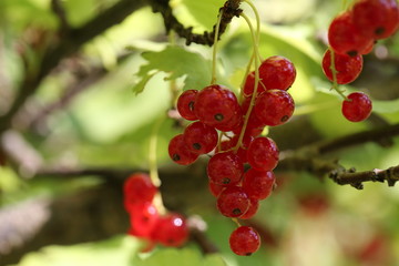 Johannisbeeren am Strauch