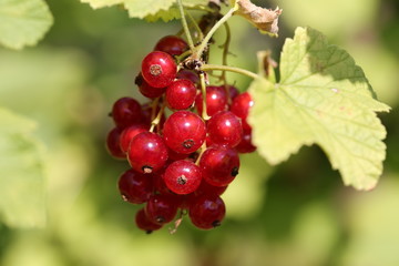 Rote Johannisbeeren