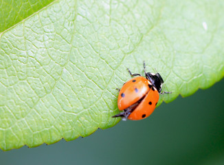 Jolie coccinelle