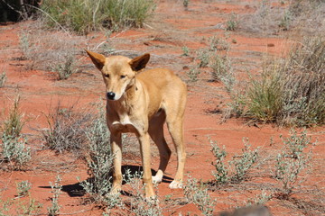 dingo, australia