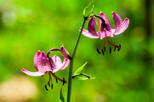 Fototapeta Giglio martagone Lilium martagon