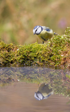 m&eacute;sange &agrave; t&ecirc;te bleue