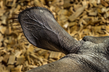Ohr eines Nashorn