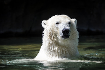 Eisbär im Wasser