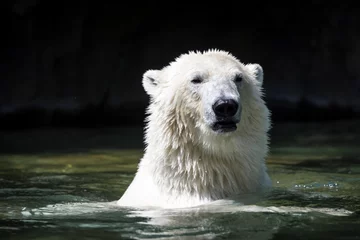 Store enrouleur sans perçage Ours polaire Eisbär im Wasser
