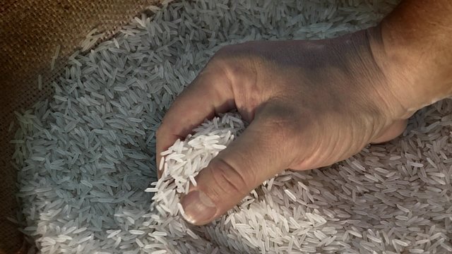 Unprocessed rice being poured from a man's hands. slow motion