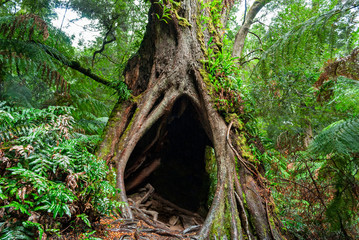 Maits Rest Rainforest Walk, Apollo Bay, Australia