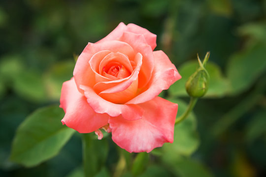 rose flower among green leaves close up