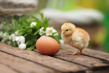 Beautiful little chicken with egg outdoors