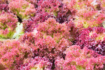 Lettuce or Red coral