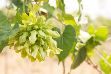 CowslCowslip Creeper plantation (Telosma minor Craib).