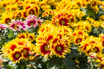 Red and yellow flowers