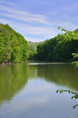 Landscape trees on the lake