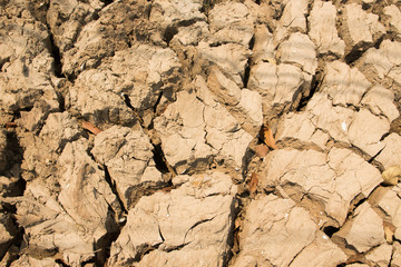 Dry land. Cracked ground background.