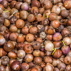 Heap of bulb onions (Allium cepa L.) for retail sale in Thailand