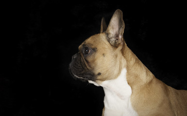 Bouledogue français en studio sur fond noir