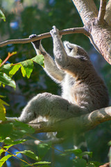 Ring Tailed Lemur or white front (Lemur catta)