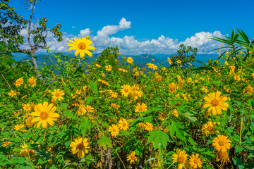 Fototapeta premium Yellow Tithonia diversifolia flowers field in Thailand forest