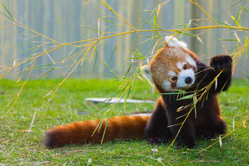 De panda rode of kleine panda (Ailurus fulgens)