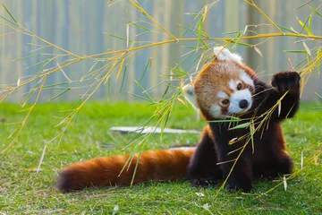Fototapeten Der rote Panda oder Kleiner Panda (Ailurus fulgens) © james633